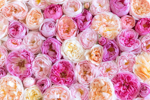 淡いピンクから濃いピンクまでの薔薇を敷き詰めたテクスチャー