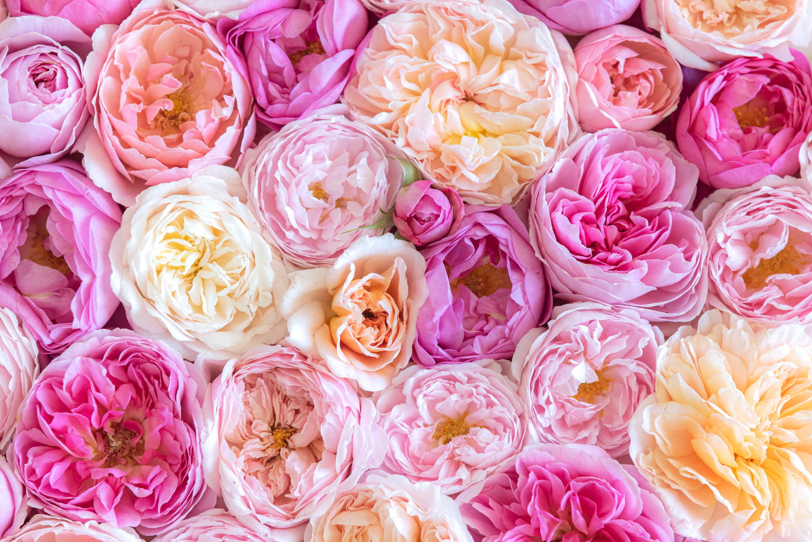 ピンクの薔薇を敷き詰めた花のテクスチャー背景