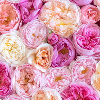 濃淡ピンクの薔薇を敷き詰めたテクスチャーの写真