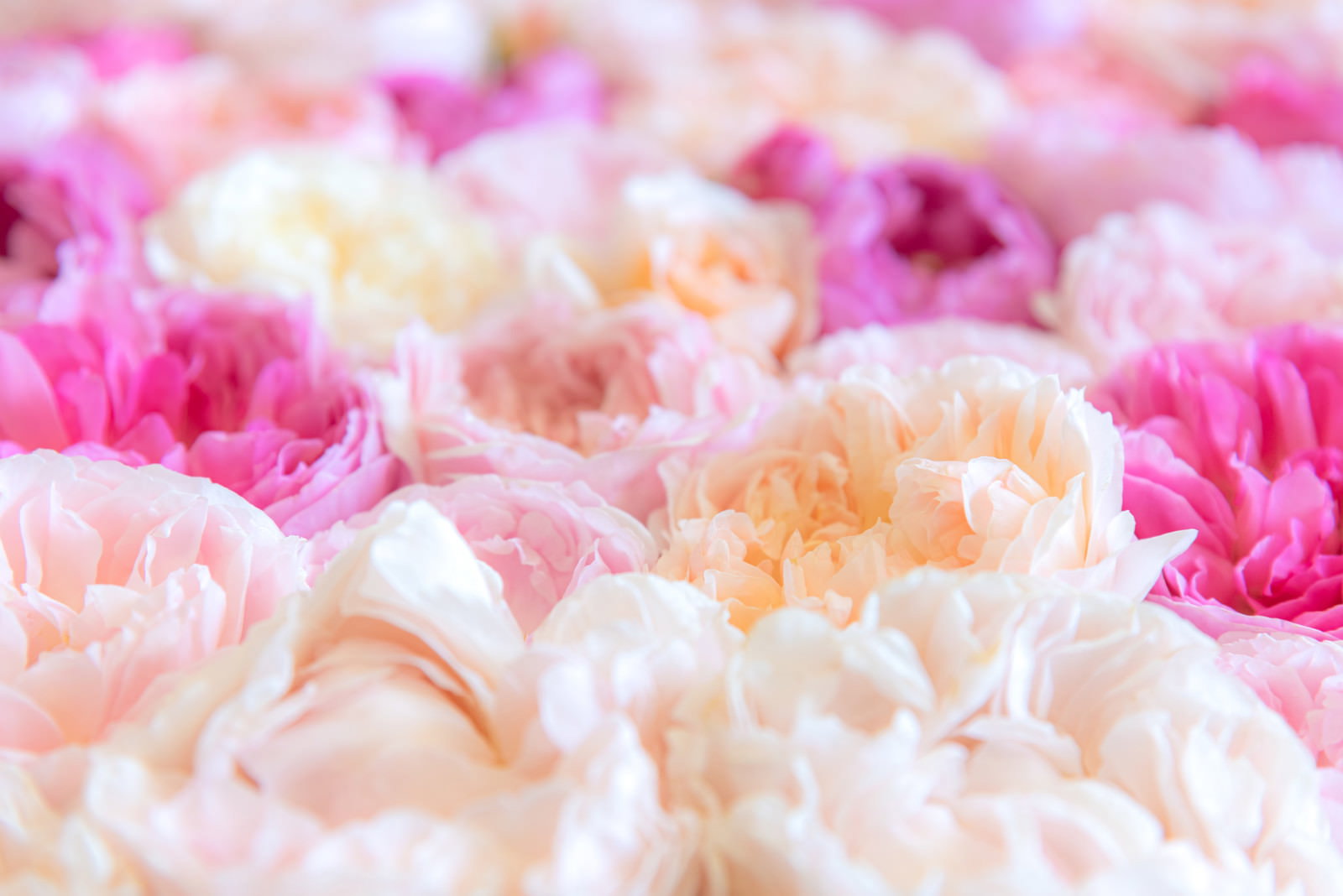 ピンクと白の薔薇が密集して咲いている花束の写真