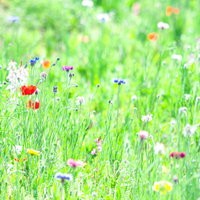 春の草花が咲く色とりどりの花壇で見られる赤青黄の小花の写真