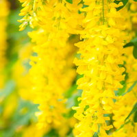 キングサリ(キバナフジ)の黄色い花が房状に垂れ下がる春の開花の写真