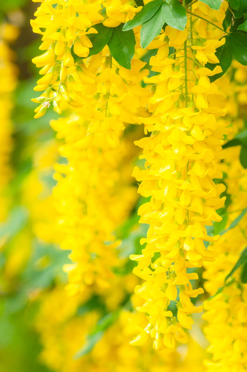 Clusters of vibrant yellow flowers hanging from the King Sari tree