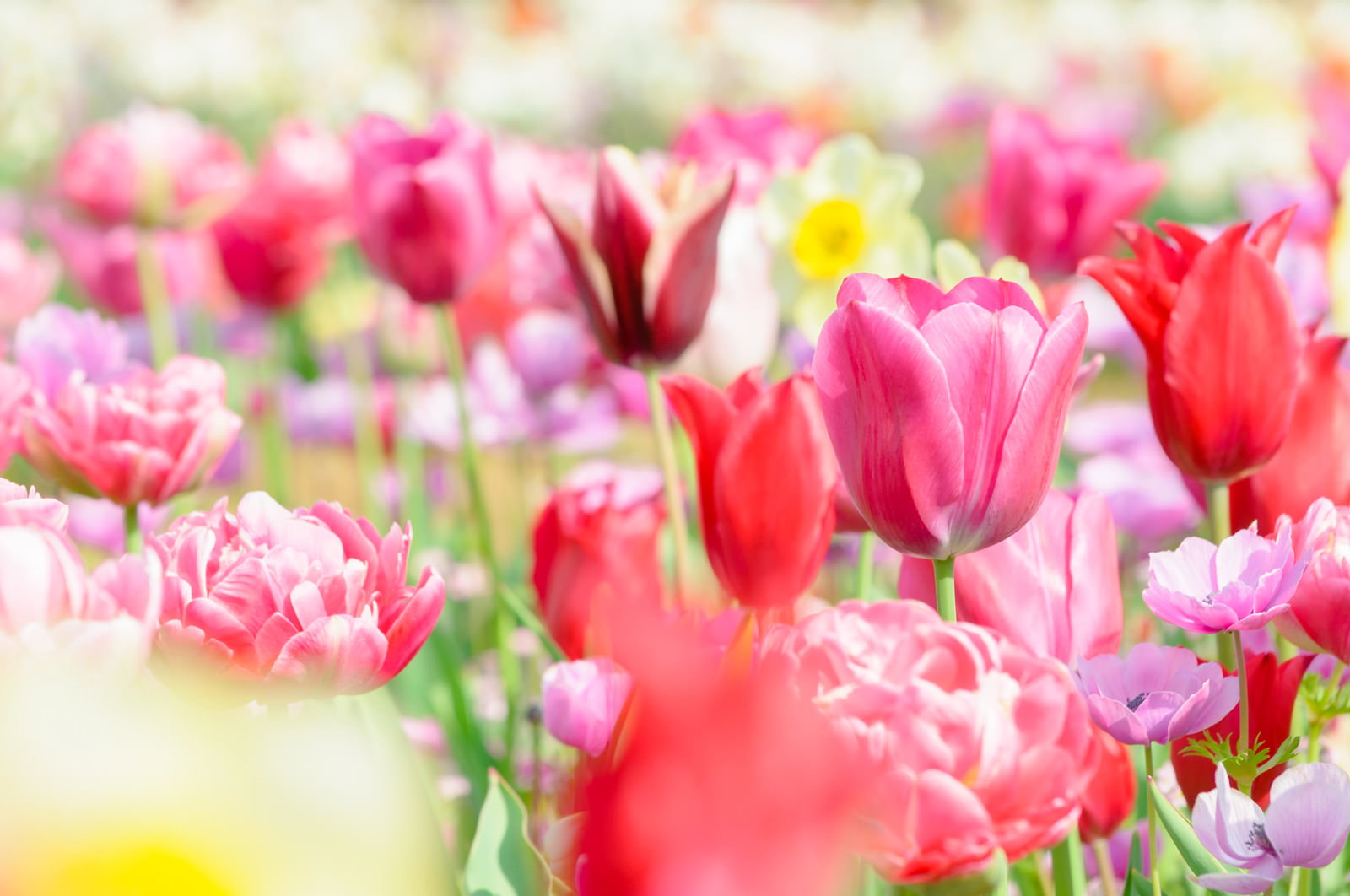 春の花畑に咲くチューリップの群生