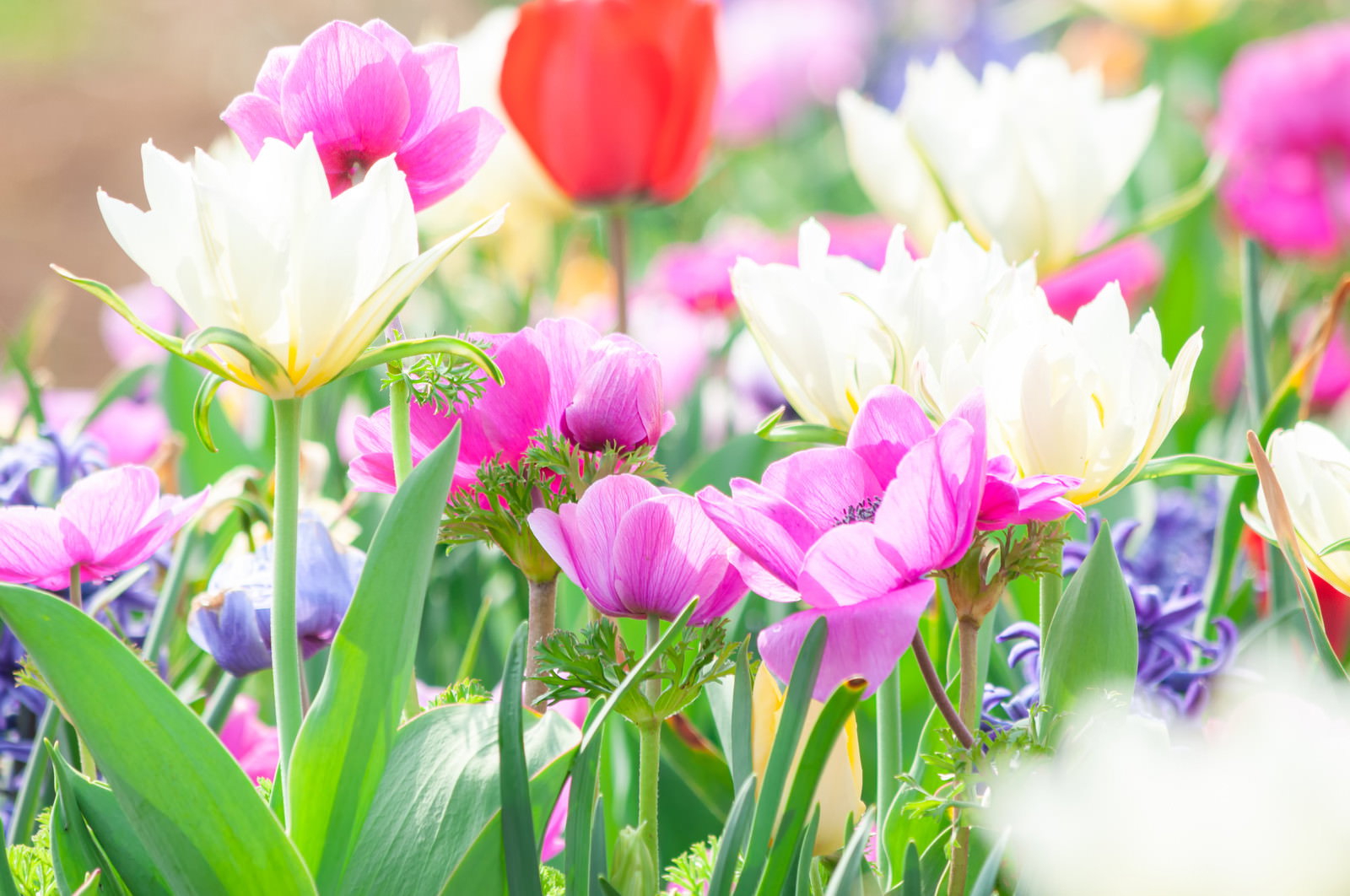 花壇に咲く色とりどりのチューリップの花