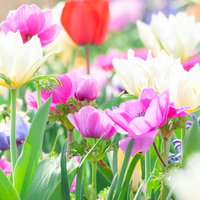 春の花壇に咲き誇るカラフルなチューリップの写真