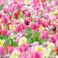 満開の春のチューリップ花畑、ピンク色を中心としたカラフルな開花風景の写真