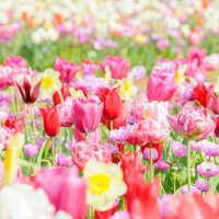 春の花壇に咲くピンク・赤・黄色のチューリップの満開の写真