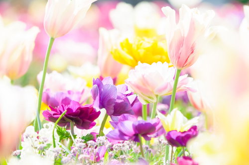 春爛漫に咲くチューリップ花壇、ピンク色と紫色の満開の花々