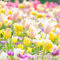 木洩れ日に咲くカラフルなチューリップの花壇の写真