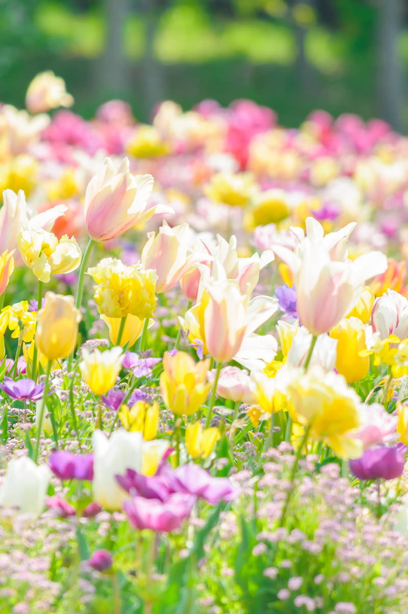 木洩れ日の下で満開に咲くカラフルなチューリップの花壇