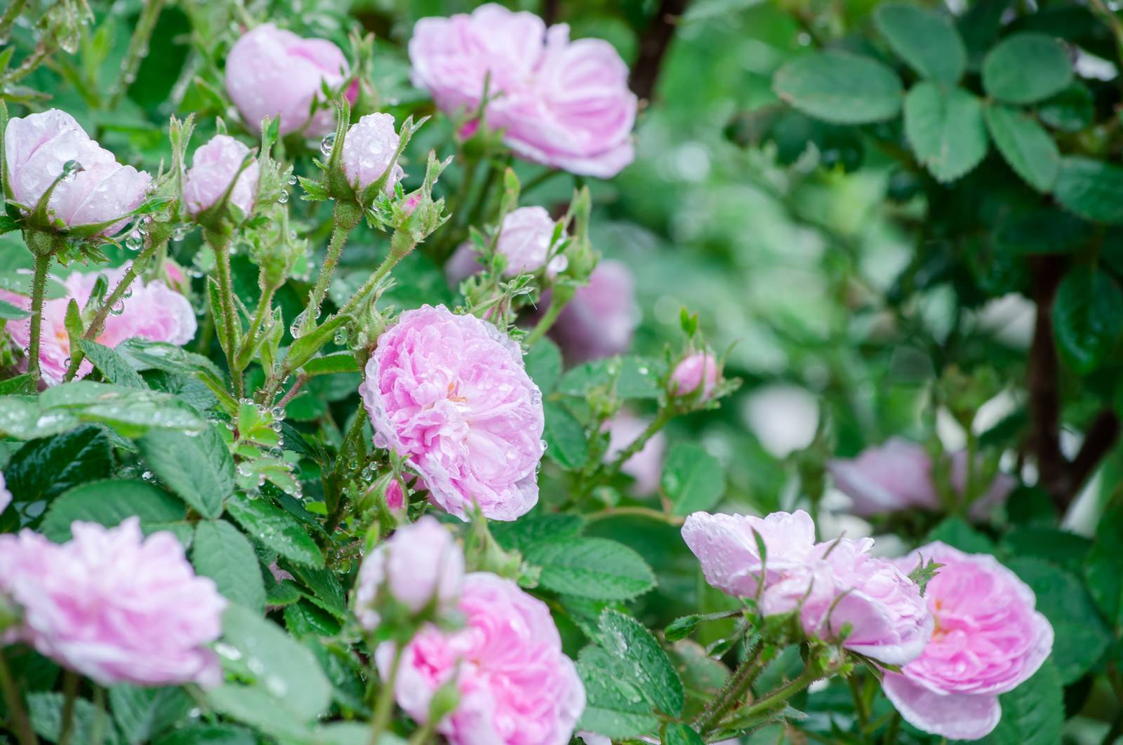 ピンク色のバラの花に雨粒が付き、背景には緑の葉が多数ぼけている