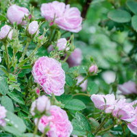 雨上がりに水滴が残るバラの花 ピンク色の八重咲きの写真