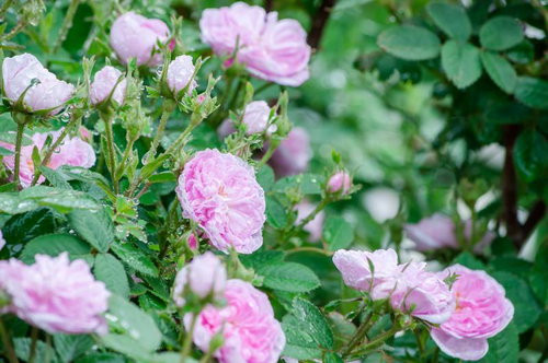 雨上がりに水滴が残るバラの花 ピンク色の八重咲き