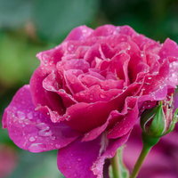 雨にぬれたピンク色の薔薇の開花、つぼみ付きの枝の写真