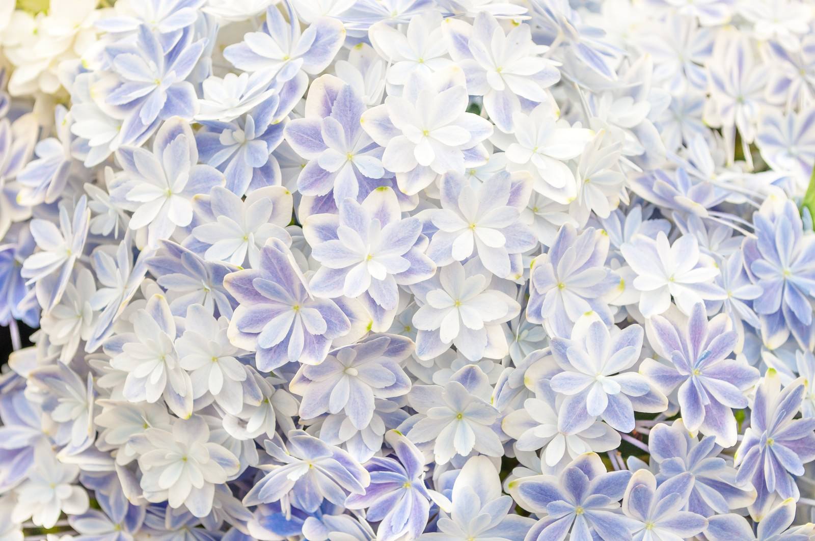 白から薄紫へグラデーションする紫陽花の小花が画面いっぱいに密集して咲く様子