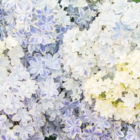 青紫と白が混在するアジサイのテクスチャ素材の写真