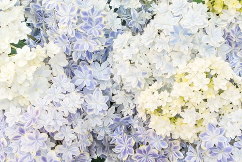 青紫と白が混在するアジサイのテクスチャ素材
