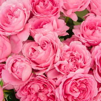 ピンクのバラが満開に咲き誇る華やかなテクスチャの写真