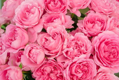 ピンクのバラが満開に咲き誇る華やかなテクスチャ