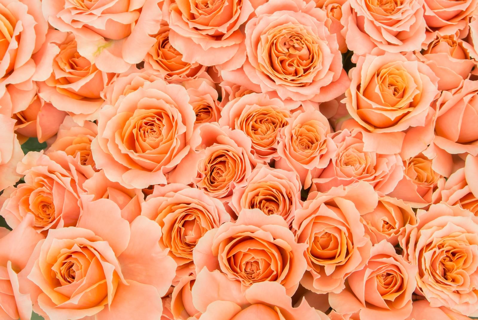 オレンジ色のばらの花びらが密集したテクスチャ素材