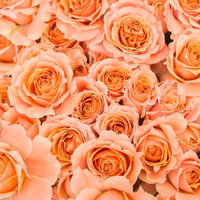 オレンジ色のばらが密集した花びらのテクスチャ背景の写真