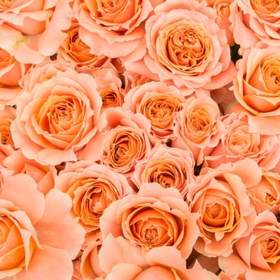 オレンジ色のばらが密集した花びらのテクスチャ背景の写真