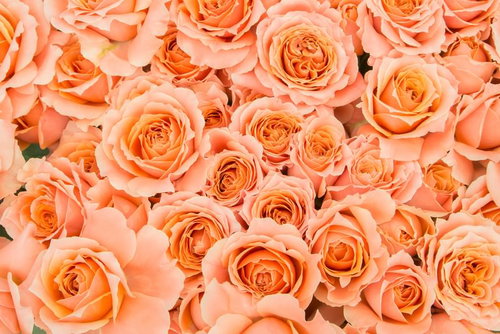 オレンジ色のばらが密集した花びらのテクスチャ背景
