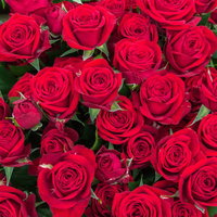 赤いばらが咲き誇る深紅色のフローラルテクスチャ背景の写真