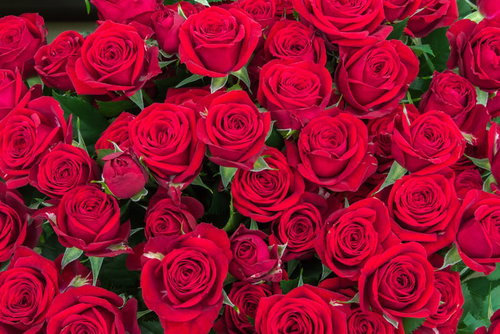 赤いばらが咲き誇る深紅色のフローラルテクスチャ背景