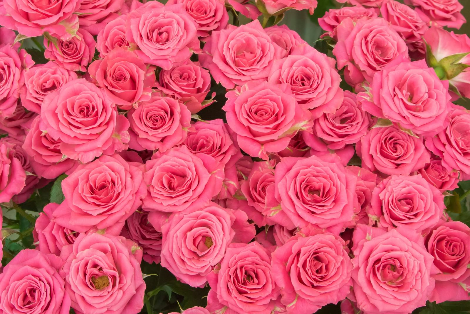 ピンク色の薔薇の花びらが密集し重なった様子を上から撮影した写真