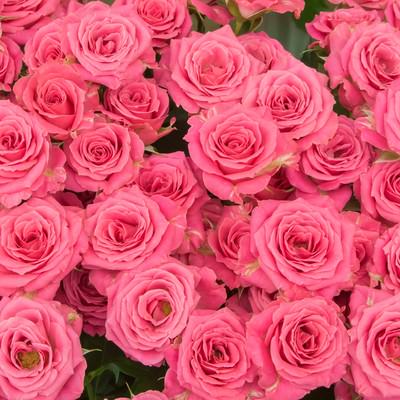 ピンク色の薔薇が密集したテクスチャーの写真