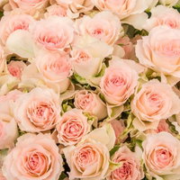 ペールピンクの薔薇が満開に咲き誇るテクスチャの写真