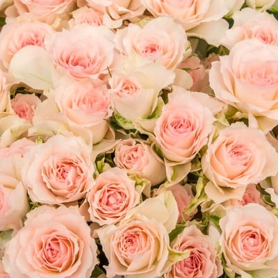 ペールピンクの薔薇が満開に咲き誇るテクスチャの写真