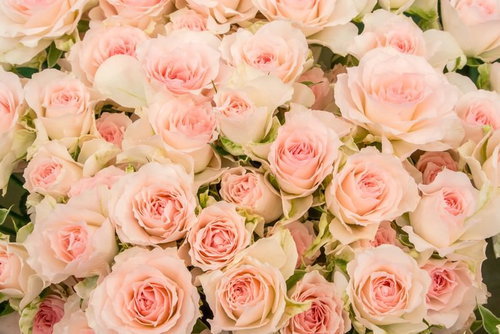 ペールピンクの薔薇が満開に咲き誇るテクスチャ