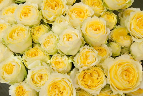 黄色い薔薇が満開のテクスチャ、グラデーション花びらと緑の蕾