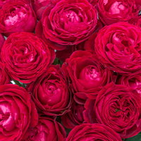 赤いバラの花びらが幾重に重なるテクスチャー背景の写真