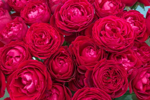 赤いバラの花びらが幾重に重なるテクスチャー背景