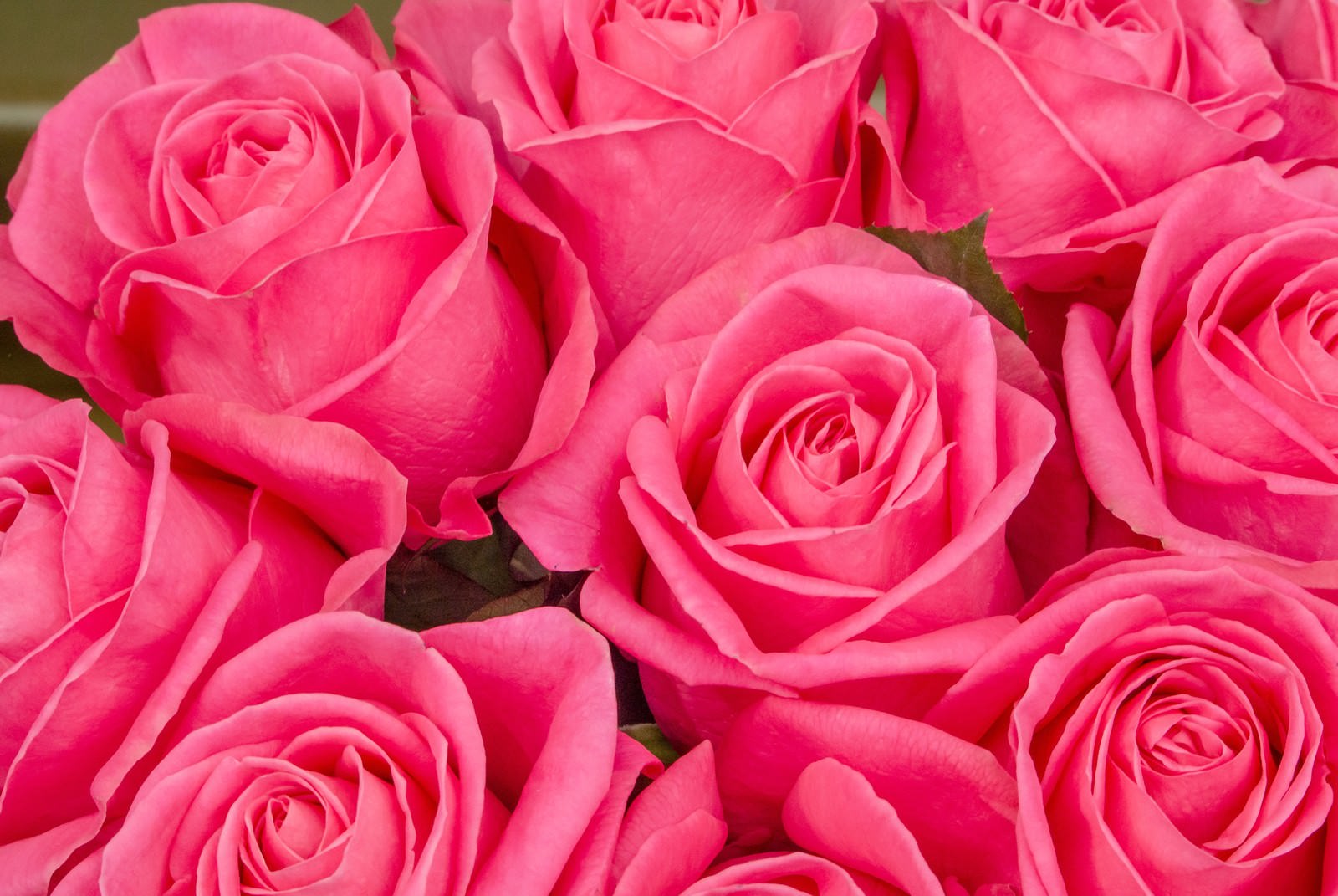 ピンク色の薔薇が密集して並んでいる