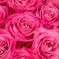 満開のピンク色の薔薇の花束、濃淡グラデーション、密集した複数輪の写真