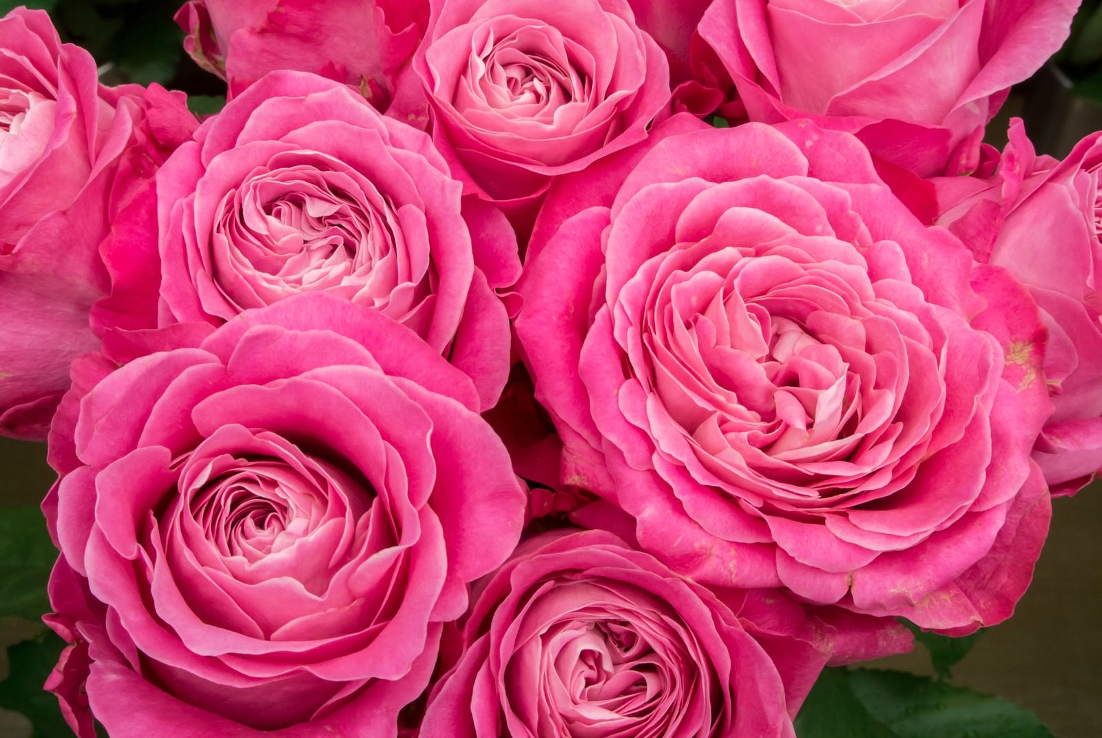 ピンク色の薔薇が咲き並ぶ花束を上から撮った写真