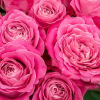 ピンク色に咲いた薔薇の花束、満開の優雅な花の表情の写真
