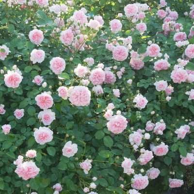 ピンクと白の薔薇が満開に咲く庭のテクスチャーの写真