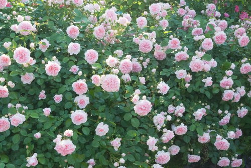 ピンクと白の薔薇が満開に咲く庭のテクスチャー