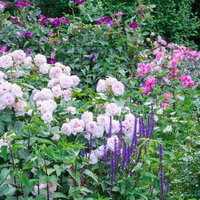 淡いピンク色の薔薇と宿根草が咲く庭園ガーデンの写真