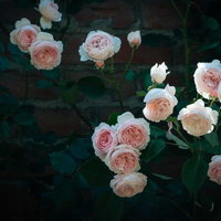 レンガの壁に咲くピンク色と白のバラと薔薇の庭の写真