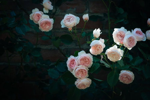 レンガの壁に咲くピンク色と白のバラと薔薇の庭