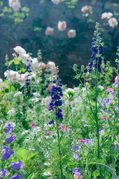 静かな朝の庭に咲く紫のデルフィニウムとバラ