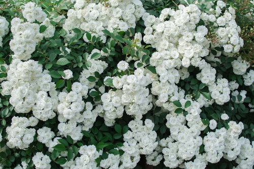 白いつるバラが満開に咲く庭のテクスチャ背景