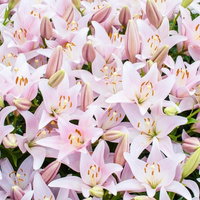 満開のユリが密集する花壇のテクスチャー、白とピンクの花弁と黄橙色の雄しべの写真